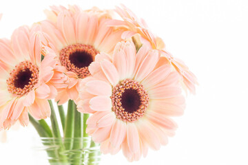 Canvas Print - Gerbera Daisy Flowers bacgkround. Isolated on white bouquet. Dreamy bright floral background. Empty copy space on the right side. Pink pastel color flower.