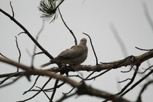 Eurasian Collard Dove  On A Branch