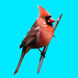 A red cardinal on a blue background sitting on a branch