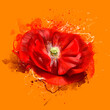 Poppy on an orange background with elements of paint splashes