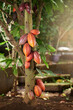 Healthy cacao pods