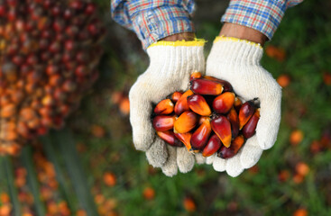 Wall Mural - Close-up palm oil nuts in hands.