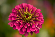 Gorgeous Pink Zinnia Flower On A Natural Background. Floriculture, Landscaping.