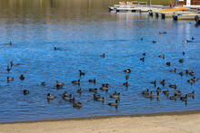 American Coot Ducks At The Boat Launching Area At Lake Miramar In San Diego, California.