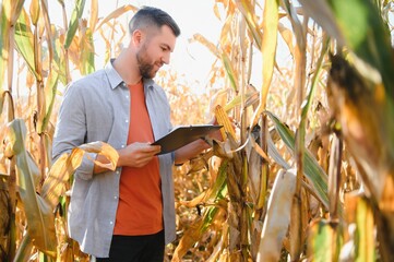 Wall Mural - Agronomist checking corn if ready for harvest. Portrait of farmer.