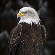 American bald eagle close up head detail portrait, cropped, side view. Generative AI illustration.