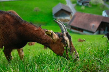 Goat with small horns eating green grass at evening on side of the alps mountains