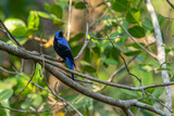 Fototapeta Tęcza - An Asian fairy bluebird perching