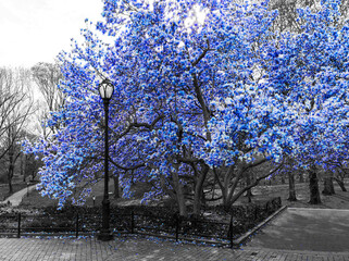 Wall Mural - Blue spring blossoms blooming on black and white trees above a path in Central Park, New York City NYC