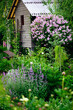 Cottage english garden in spring. Blooming syringa meyeri Palibin with rustic wooden house on background. Country living.