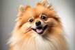 Sweet pet. Portrait of a happy Pomeranian spitz dog on a white studio background. The idea of beauty, animal health, the vet, and action and movement. Advertisement space. Generative AI