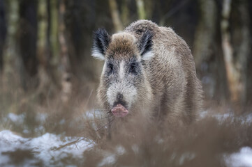 Wall Mural - Wild boar close up ( Sus scrofa )