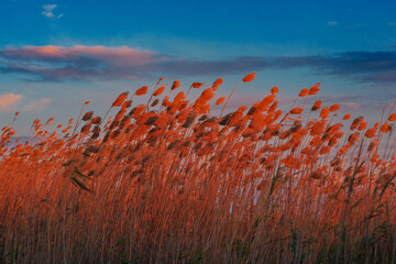 Wall Mural - sunset in the field