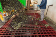 Hombre echando la cosecha de aceitunas en fábrica de aceite de oliva.