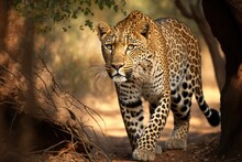 Pantha Pardus Feska, Indian Leopard, Ranthmbore Tiger Reserve, Rajasthan. Generative AI