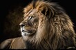 Male lion The male lion's mane is a very distinctive feature, and its face is one of the most well known animal symbols in human culture. Generative AI