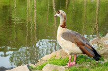 Nile Goose Standing In Green Grass Near A Pond. Alopochen Aegyptiaca Or Egyptian Goose. 