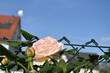 Großaufnahme einer rosa Blüte von einer Rose mit Drahtzaun im Hintergrund und einem blauen Himmel