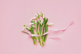Fototapeta Tulipany - Bouquet of beautiful snowdrops with ribbon on pink background