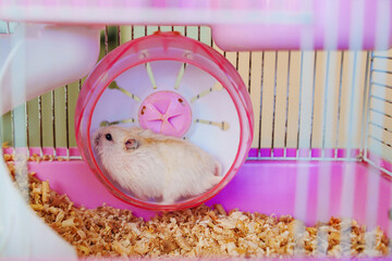 white with a red hamster runs in the wheel in a pink cage.