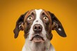 © AkuAku - Funny portrait of a dog whose face shows stress, alertness, worry, fear, and begging. Stands out against a yellow background. Generative AI