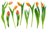 Fototapeta Tulipany - yellow  and pink tulips with green leaves isolated on a white background
