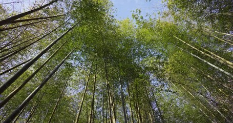 Wall Mural - gazing up at towering bamboo forest