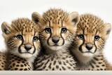 Close up of three month old cheetah cubs facing a white background. Generative AI