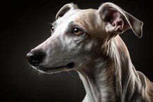 A Portrait Of A Beautiful Whippet Dog Taken In A Studio. Generative AI