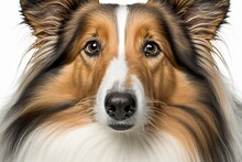 A Close Up Portrait Of A Sheltie Dog Looking At The Camera, Set Against A White Background. Generative AI