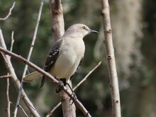 Northern Mockingbird (Mimus Polyglottos) On Tree Branch In Florida Nature