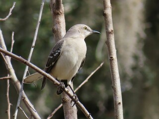 northern mockingbird (mimus polyglottos) on tree branch in florida nature