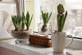 Fototapeta Tulipany - Beautiful bulbous plants on windowsill indoors. Spring time
