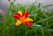 Orange And Red Day Lily Flower In Flower Bed In Georgia Small Town
