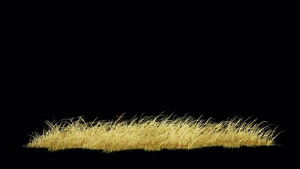 Wall Mural - yellow grass wind slow seamless loop with alpha channel. element footage place on footage or backgro