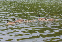 Four Canadian Geese With Goslings Swimming On Loch Leven In Cypress Hills Interprovincial Park, SK