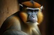 Patas monkey portrait animals zoo. Generative AI
