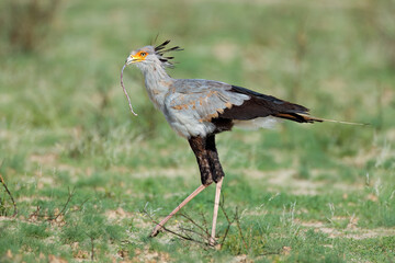 Wall Mural - a secretary bird (sagittarius serpentarius) hunting in natural habitat, south africa.