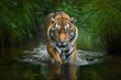 Amur tiger walking in river water. Dangerous animal in tajga, Russia. Animal in a stream in a green forest. Generative AI