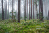 Fototapeta Las - Beautiful foggy morning in green forest
