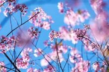 Pink Blossom With Blue Sky Background. Branches Of Wild Himalayan Cherry (Prunus Cerasoides) With Vibrant Pink Cherry Blossoms On Their Branches On Blue Sky Background With Copy Space (soft Focus)