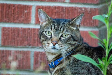 A portrait of a tabby cat on the grass