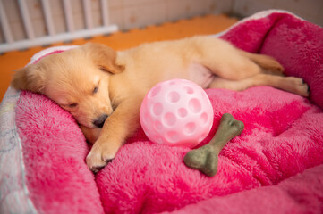 Little cute golden retriever sleeping on bed with toy