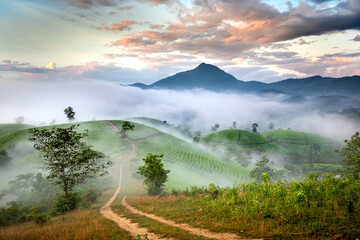 Poster - See the Long Coc tea hill, Phu Tho province, Vietnam in the morning mist. This is the most beautiful tea hill in Vietnam with hundreds and thousands of hills, large and small.