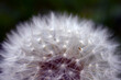 © Cavan Images - Close-up of dandelion blooming at park