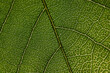 © Cavan Images - Overhead view of textured leaf