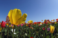 Close-up Of Tulips Blooming On Field Against Clear Sky