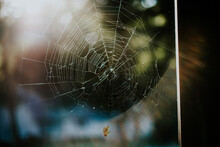 Close-up Of Damaged Spider Web On Sunny Day