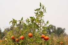 Close-up Of Tomatoes Growing On Plants At Vegetable Garden Against Clear Sky