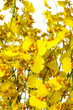Many yellow oncidium orchid 
flowering, Floral background 
